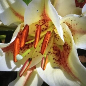 Close-up white speckled lily with orange stamens