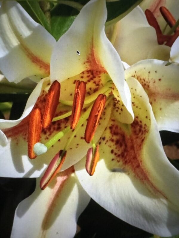 Close-up white speckled lily with orange stamens