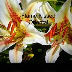 Flame-kissed Oriental lilies with orange stamens