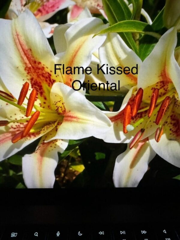 Flame-kissed Oriental lilies with orange stamens