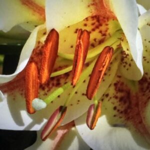 Close-up white lily with orange stamens