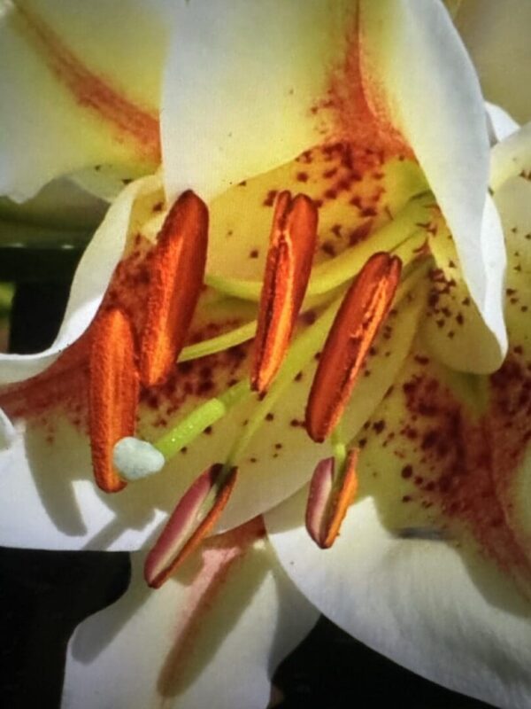 Close-up white lily with orange stamens