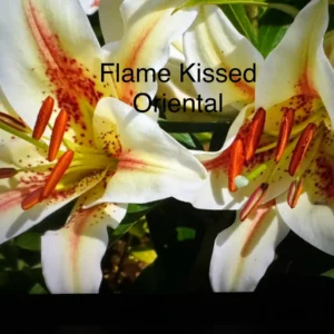 A close up of some flowers with the words flame kissed oriental
