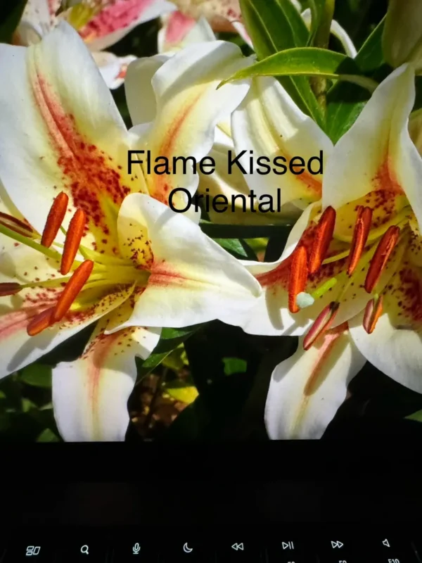 A close up of some flowers with the words flame kissed oriental