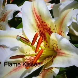 White lily with yellow throat and orange stamens