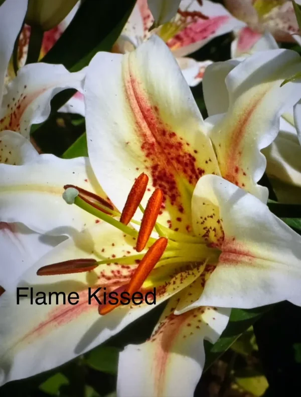 Flame-kissed white lily with orange stamens
