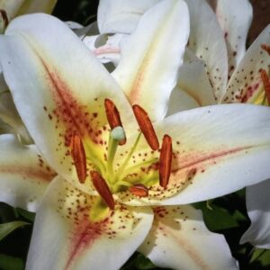 Close-up white lily with speckled pink center