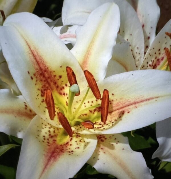 Close-up white lily with speckled pink center