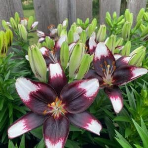 dwarf asiatic bi color lily