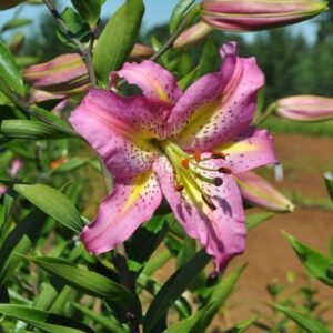 Pink lily bloom with buds against sky