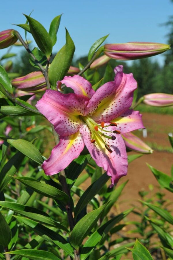 Pink lily bloom with buds against sky