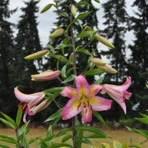 Pink lilies with unopened buds