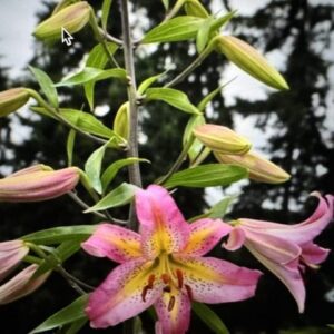 Pink stargazer lily with unopened buds