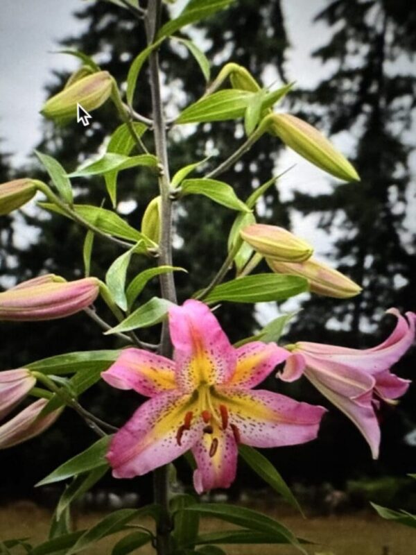 Pink stargazer lily with unopened buds