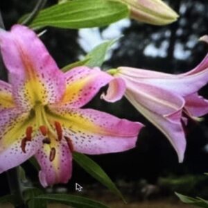 Pink spotted lily bloom with yellow throat