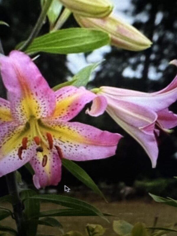 Pink lily bloom with speckled yellow throat