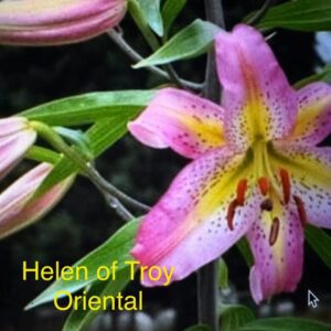 A pink and yellow flower with green leaves.