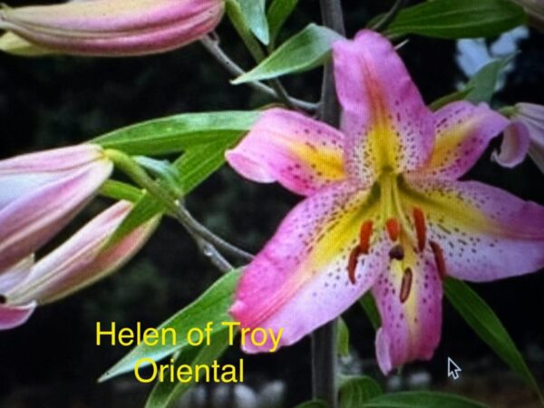 A pink and yellow flower with green leaves.