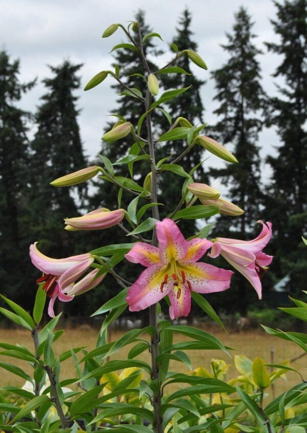 Pink lilies with unopened buds