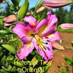 Pink Helen of Troy oriental lily blossom