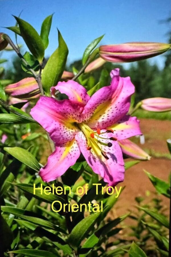 Pink Helen of Troy oriental lily blossom