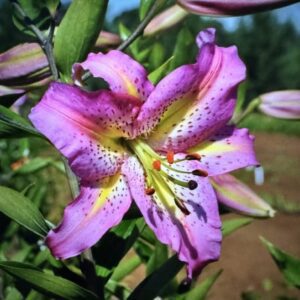 A purple flower with yellow and pink markings.