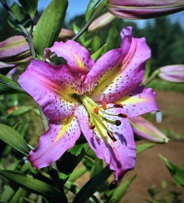 A purple flower with yellow and pink markings.