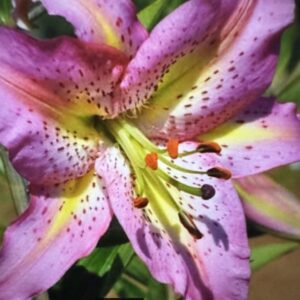 Close-up pink lily with yellow throat