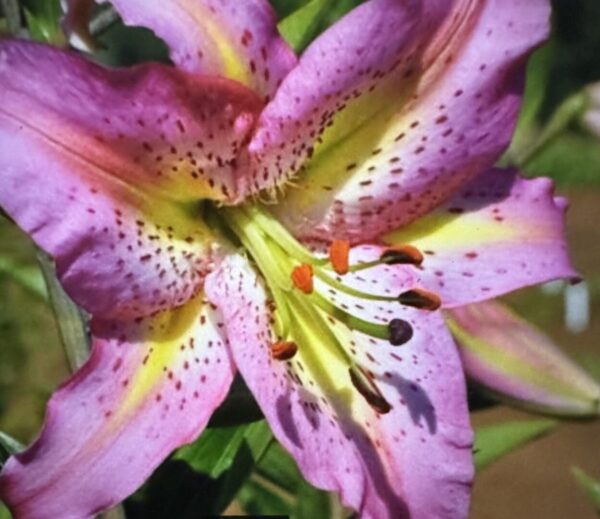 Close-up pink lily with yellow throat