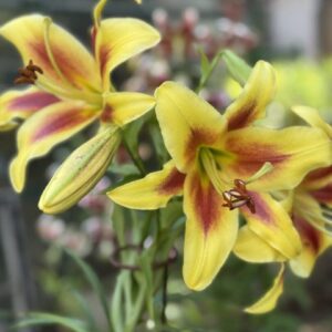 Bright yellow lilies with red streaks in a garden.