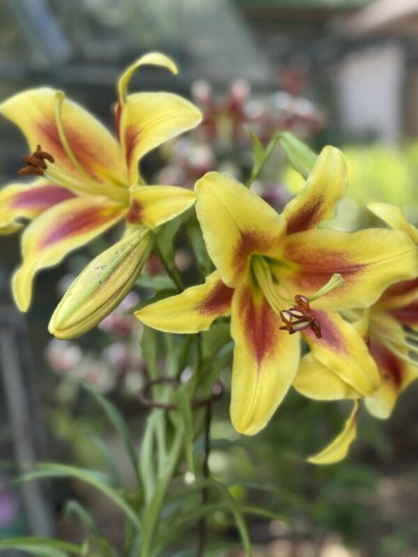 Bright yellow lilies with red streaks in a garden.