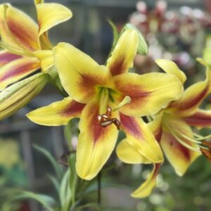 Close-up of vibrant yellow lilies with red centers in a garden.