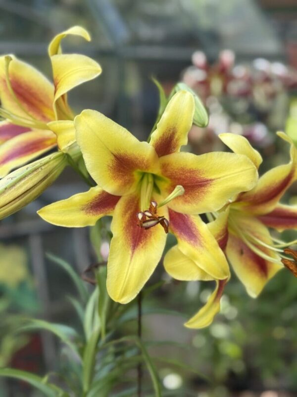 Close-up of vibrant yellow lilies with red centers in a garden.
