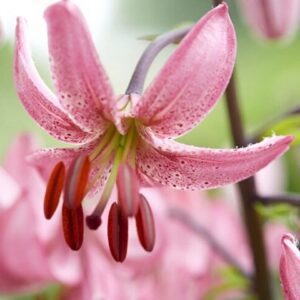 Close-up of pink speckled lily flower