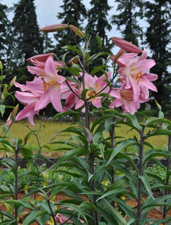 Cluster of pink trumpet lilies blooming outdoors.
