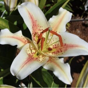Close-up of white lily flowers