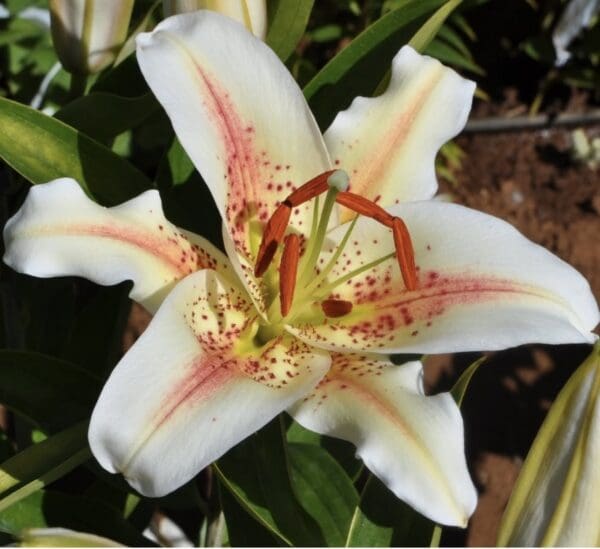 Close-up of white lily flowers