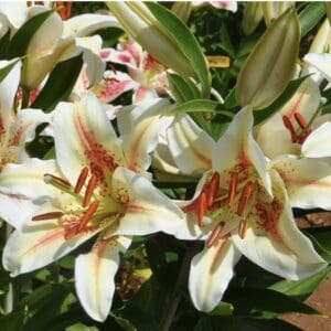 Vibrant pink lilies with budding flowers