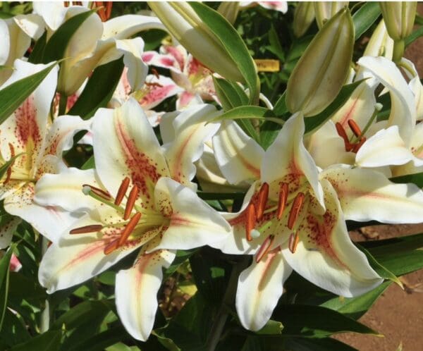 Vibrant pink lilies with budding flowers