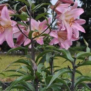 Cluster of pink lilies in full bloom