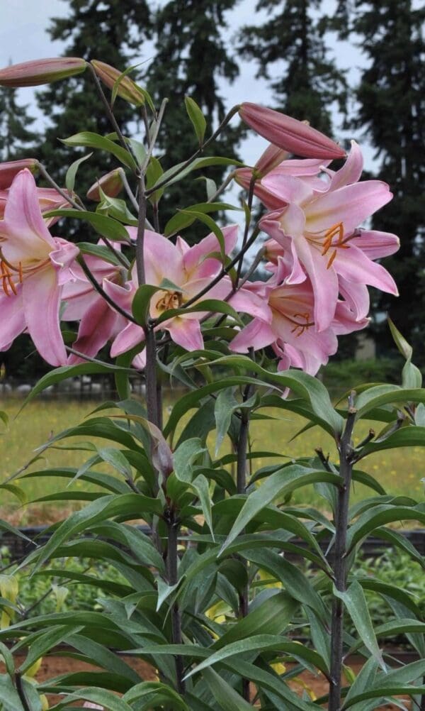 Cluster of pink lilies in full bloom