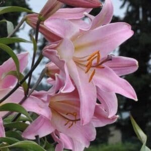 Pink lilies with closed buds in garden