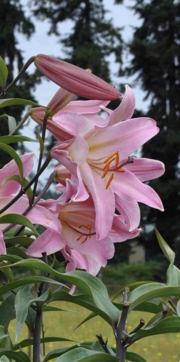 Pink lilies with closed buds in garden