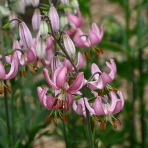 Cluster of pink downward-facing lilies