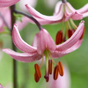 Curved pink lily petals and orange anthers