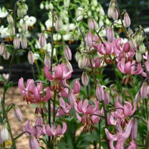 Pink turk's cap lilies blooming in garden
