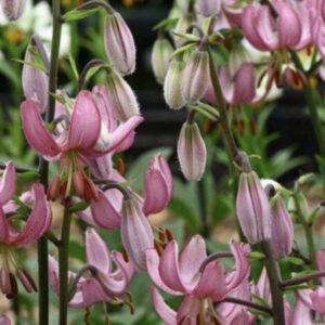 Cluster of pink martagon lilies in bloom