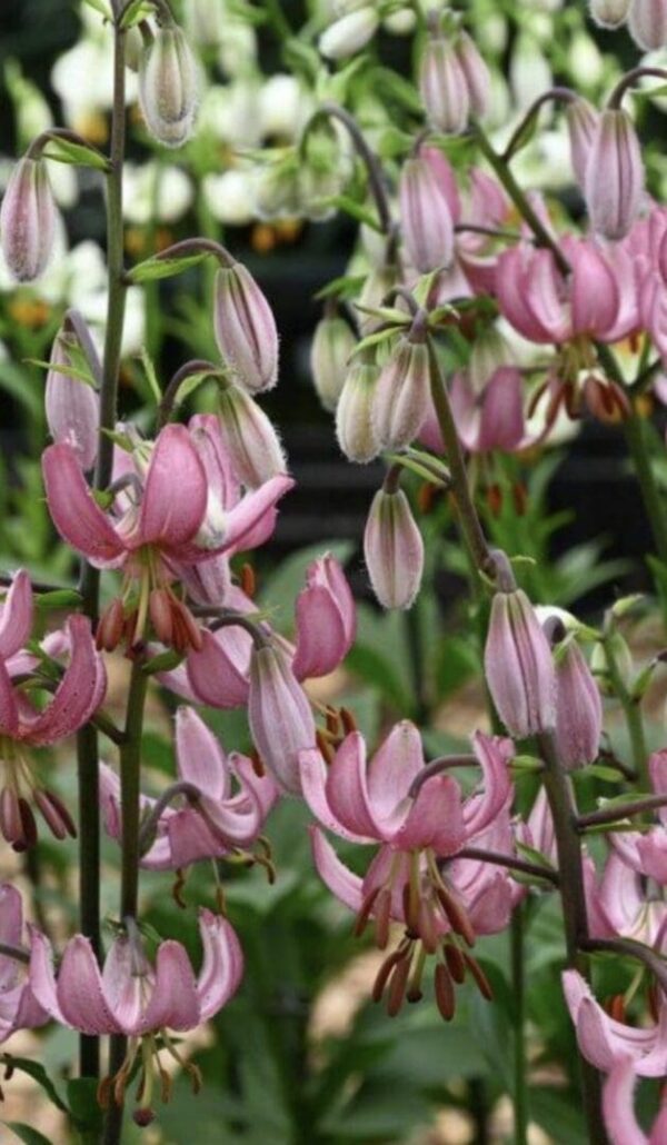 Cluster of pink martagon lilies in bloom