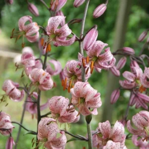 Pink speckled lily blooms on tall stems