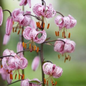 Cluster of pink speckled lilies